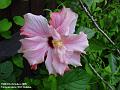 2005-1007hibiscus